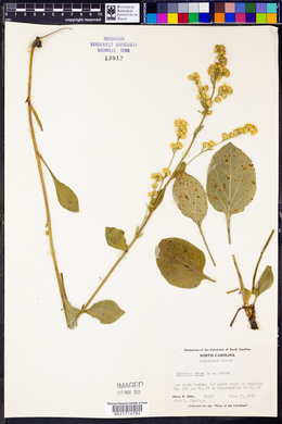 Solidago verna image