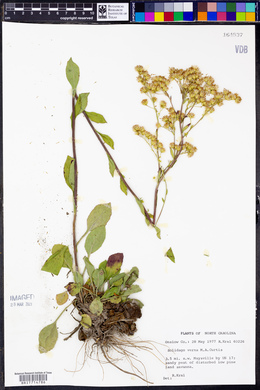 Solidago verna image