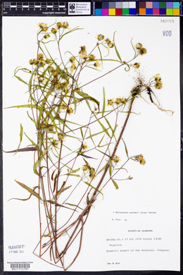 Helianthus porteri image