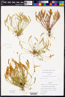 Leavenworthia stylosa image