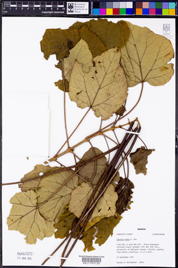 Catalpa ovata image