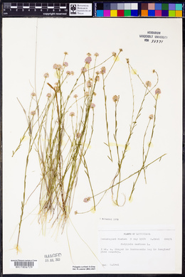 Polygala mariana image