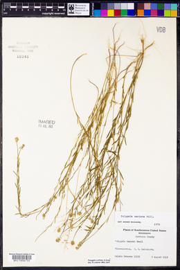 Polygala harperi image