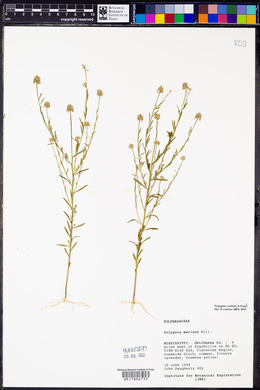 Polygala mariana image