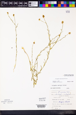 Polygala harperi image