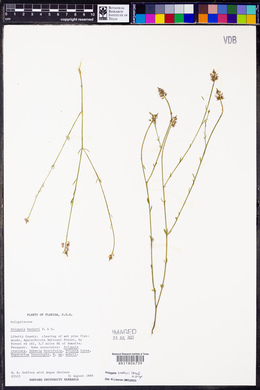 Polygala hookeri image