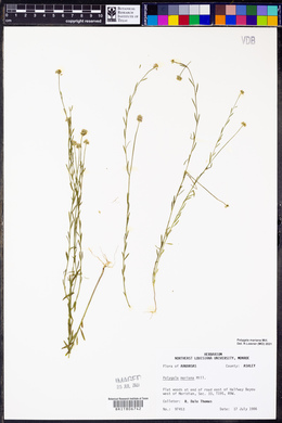 Polygala mariana image