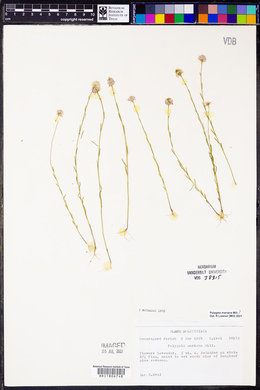 Polygala mariana image