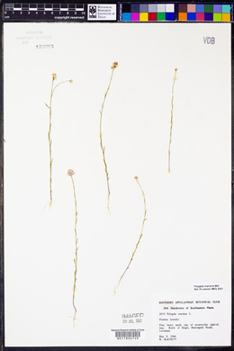Polygala mariana image