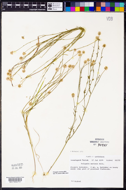 Polygala mariana image