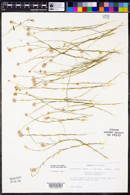 Polygala mariana image