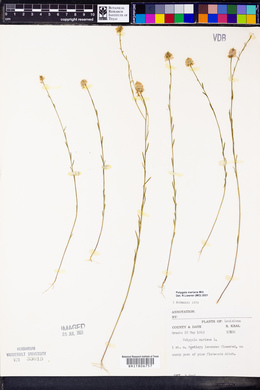 Polygala mariana image