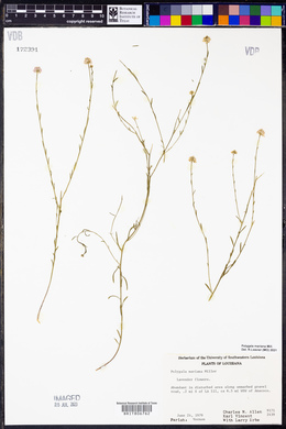Polygala mariana image