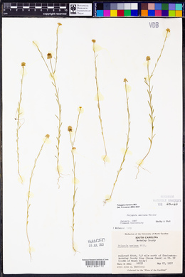 Polygala mariana image