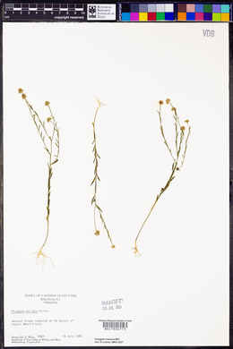 Polygala mariana image