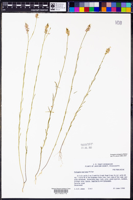 Polygala mariana image