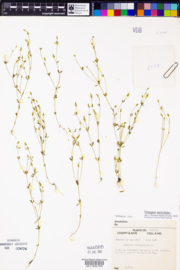 Polygala verticillata image
