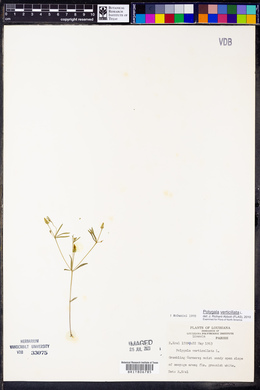Polygala verticillata image