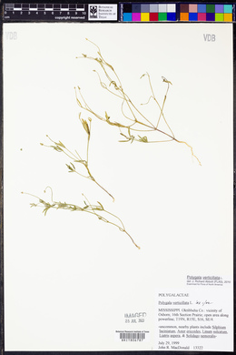 Polygala verticillata image