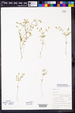 Polygala verticillata image