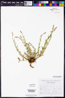 Polygala subalata image