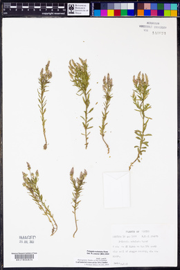 Polygala subalata image