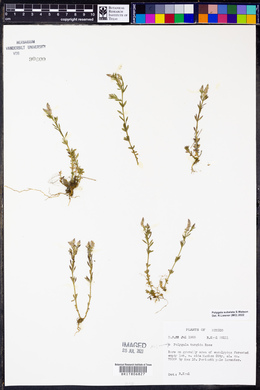 Polygala subalata image