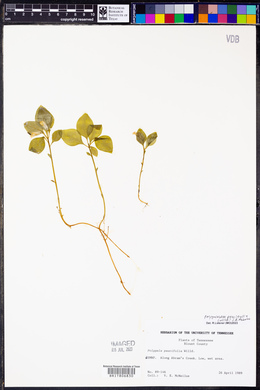 Polygaloides paucifolia image