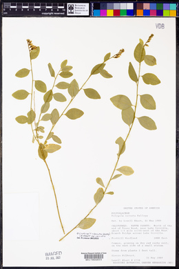 Polygala cornuta image
