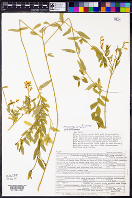 Polygala cornuta var. fishiae image