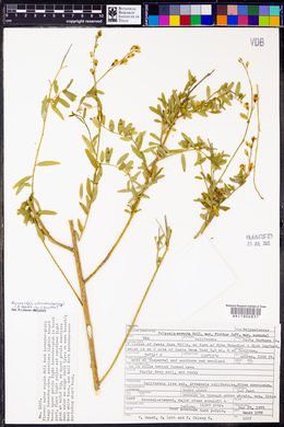 Polygala cornuta image
