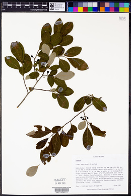 Lindera subcoriacea image