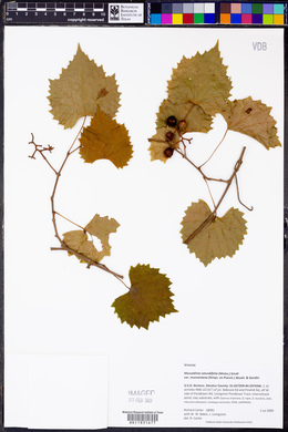 Vitis rotundifolia var. munsoniana image