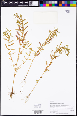 Rotala ramosior image