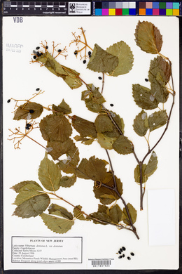 Viburnum dentatum var. dentatum image