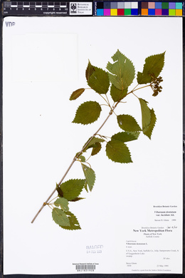 Viburnum dentatum var. lucidum image