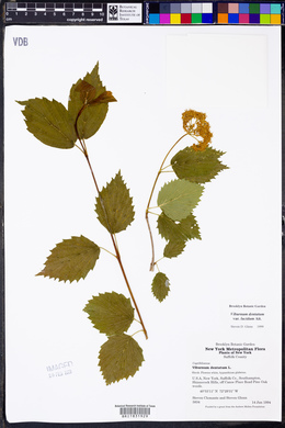 Viburnum dentatum var. lucidum image