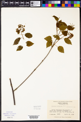 Viburnum dentatum var. lucidum image