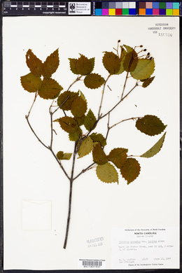 Viburnum dentatum var. lucidum image