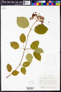 Viburnum dentatum var. lucidum image