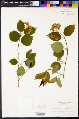 Viburnum dentatum var. lucidum image