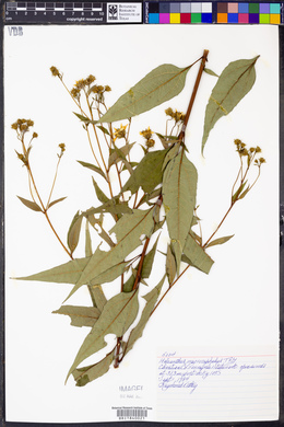Helianthus microcephalus image