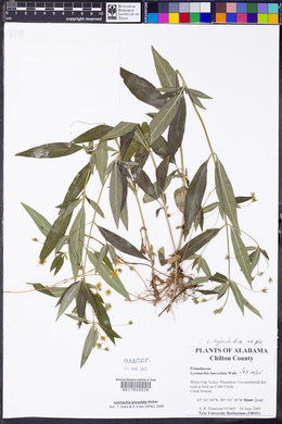 Lysimachia lanceolata image