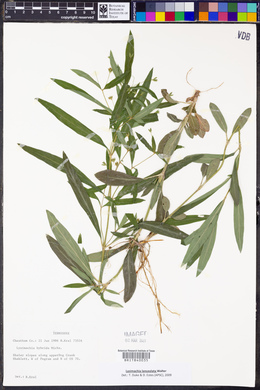 Lysimachia lanceolata image