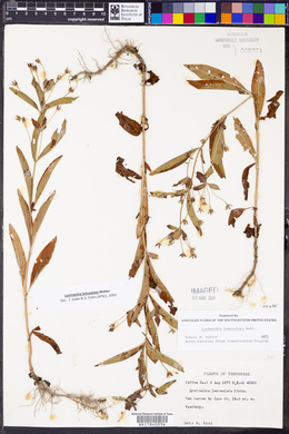 Lysimachia lanceolata image