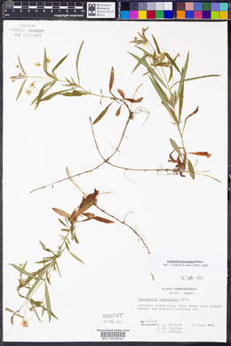 Lysimachia lanceolata image