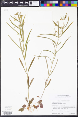 Lysimachia lanceolata image