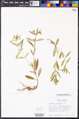 Lysimachia lanceolata image