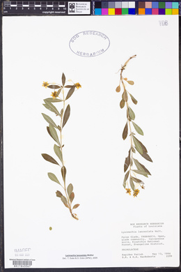 Lysimachia lanceolata image