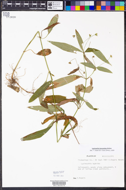 Lysimachia hybrida image